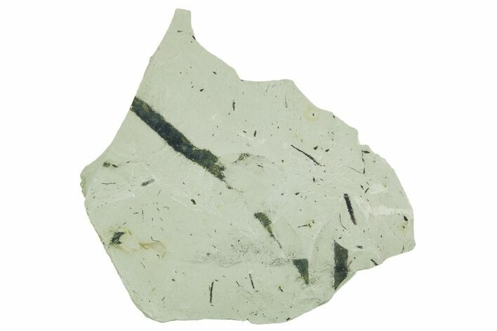 Plate of Silurian Fossil Algae (Kalania) Fossils - Estonia #369732